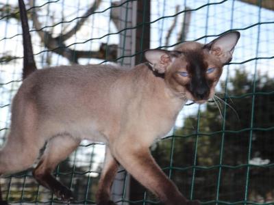 Gavriel Marbleficent - Peterbald - Gallery Photo #1
