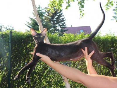 Leeloo Marbleficent - Peterbald - Gallery Photo #1