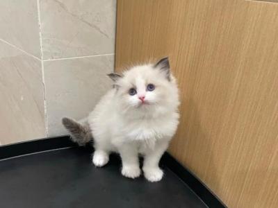 Jee - Ragdoll - Gallery Photo #1