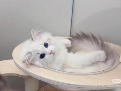 Lucy - Ragdoll - Gallery Photo #1