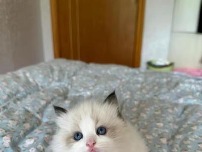 Yuki - Ragdoll - Gallery Photo #1