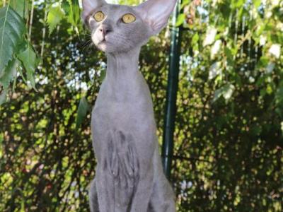 Xia Marbleficent - Peterbald - Gallery Photo #1