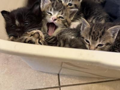 Rosey Bora Misu Mira Gary Ivy - Domestic - Gallery Photo #1