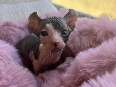 Zuko - Bambino - Gallery Photo #1