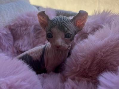 Kon - Bambino - Gallery Photo #1