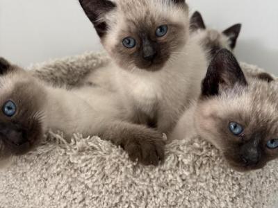 Seal Point Male Siamese Kittens - Siamese - Gallery Photo #1