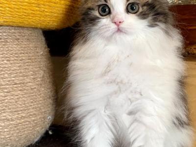 Giovanni - Scottish Straight - Gallery Photo #1