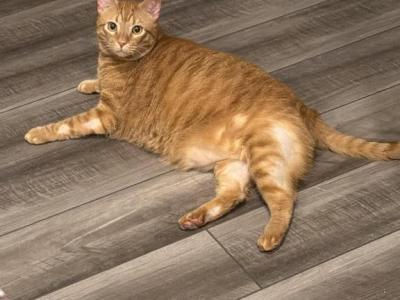 Dylan - Domestic - Gallery Photo #1