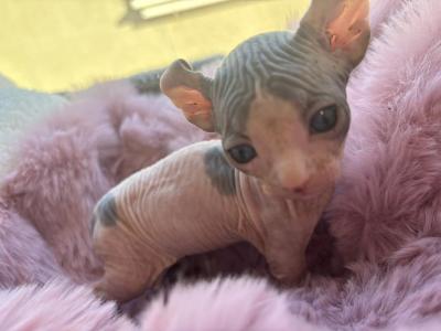 Piccolo - Bambino - Gallery Photo #1