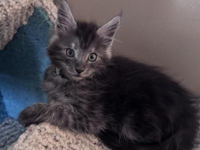 Samwell - Maine Coon - Gallery Photo #1