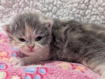 Jean - Persian - Gallery Photo #1