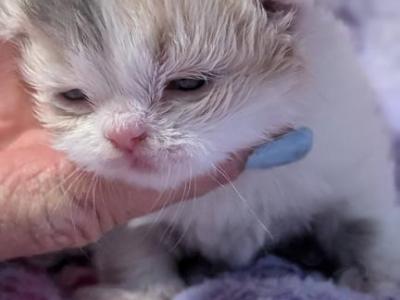 Jasmine - Persian - Gallery Photo #1