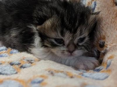 Frank - Persian - Gallery Photo #1