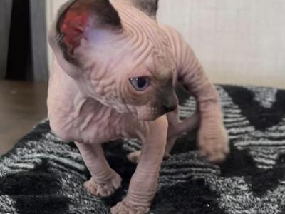 Apettite - Sphynx - Gallery Photo #1