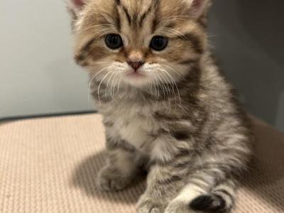 Hazel - Scottish Straight - Gallery Photo #1