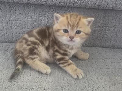 Coral - Scottish Straight - Gallery Photo #1