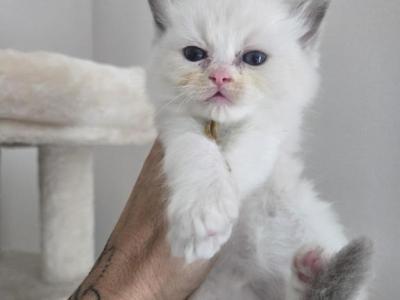 Afroditedolls Prada - Ragdoll - Gallery Photo #1