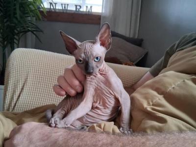Matteo - Sphynx - Gallery Photo #1