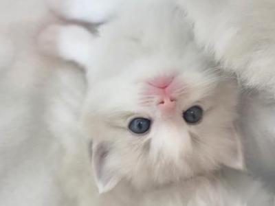 Abe - Ragdoll - Gallery Photo #1