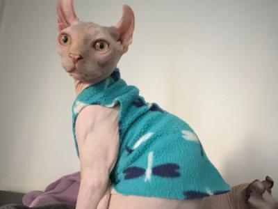 Sphynx Elf Male - Sphynx - Gallery Photo #1