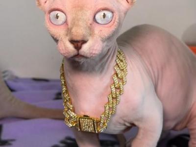 Dwelf Sphynx - Bambino - Gallery Photo #1
