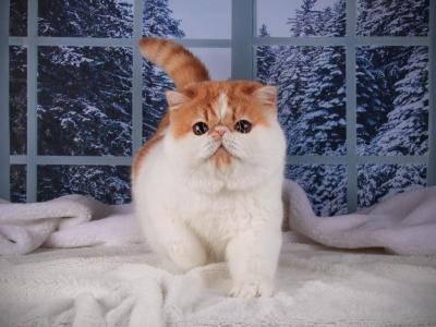 Orange_1 - Persian - Gallery Photo #1