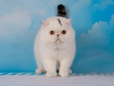 Umka - Exotic - Gallery Photo #1