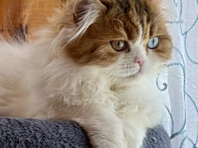 Eliza - Scottish Straight - Gallery Photo #1