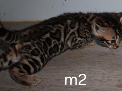 Copper - Bengal - Gallery Photo #1