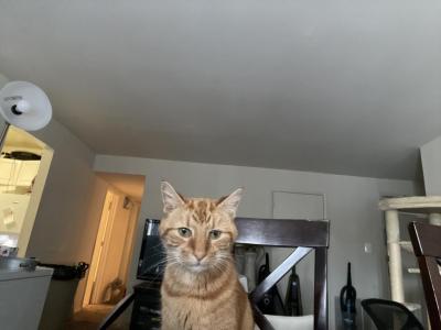 Simba - Domestic - Gallery Photo #1