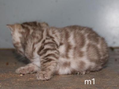 Avalon - Bengal - Gallery Photo #1