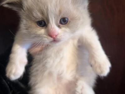 Ariel Litter Hybrids - Ragamuffin - Gallery Photo #1
