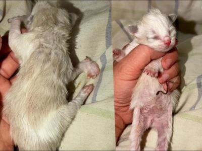 Bunnys Litter - Ragamuffin - Gallery Photo #1