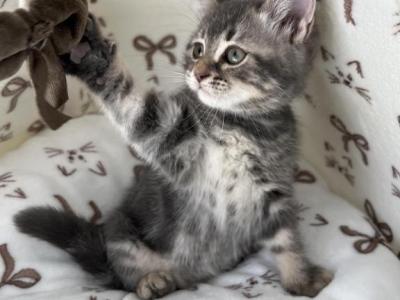 Mimi - Scottish Straight - Gallery Photo #1