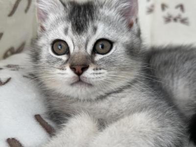 Sofia - Scottish Straight - Gallery Photo #1