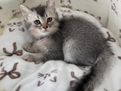 Sissy - Scottish Straight - Gallery Photo #1