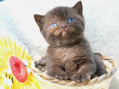 Thorn - British Shorthair - Gallery Photo #1