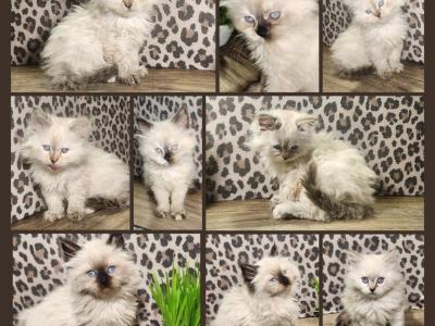 Ragdoll Siberian Baby Kittens - Ragdoll - Gallery Photo #1