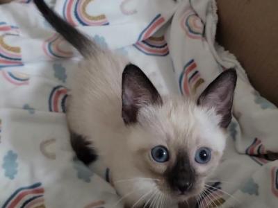 Male Kitten - Siamese - Gallery Photo #1