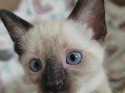 Male Kittens - Siamese - Gallery Photo #1