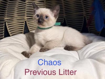 The Cuddle Cloud Litter - Siamese - Gallery Photo #1