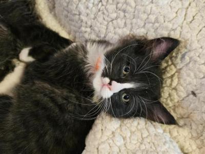 Ash - Maine Coon - Gallery Photo #1