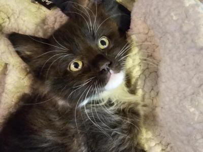 Shadow - Maine Coon - Gallery Photo #1