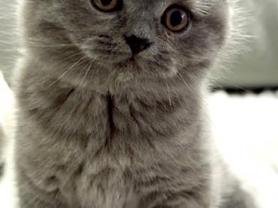 British Shorthair Blue Male - British Shorthair - Gallery Photo #1