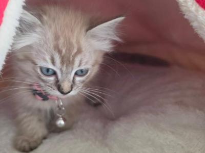 Amadea - Ragdoll - Gallery Photo #1