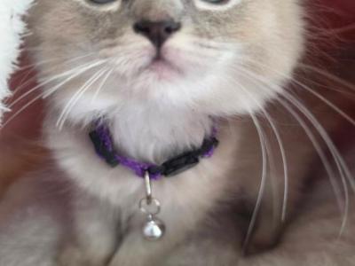 Valentina - Ragdoll - Gallery Photo #1