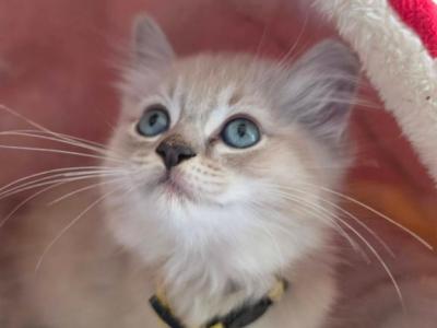 Juliet - Ragdoll - Gallery Photo #1
