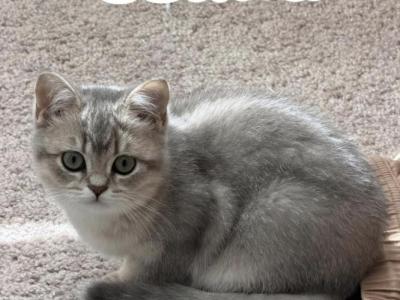 Celina - British Shorthair - Gallery Photo #1