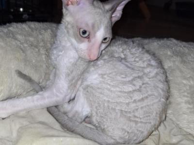 L - Cornish Rex - Gallery Photo #1