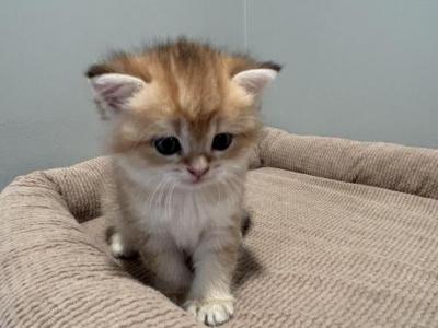 Persik - Scottish Straight - Gallery Photo #1